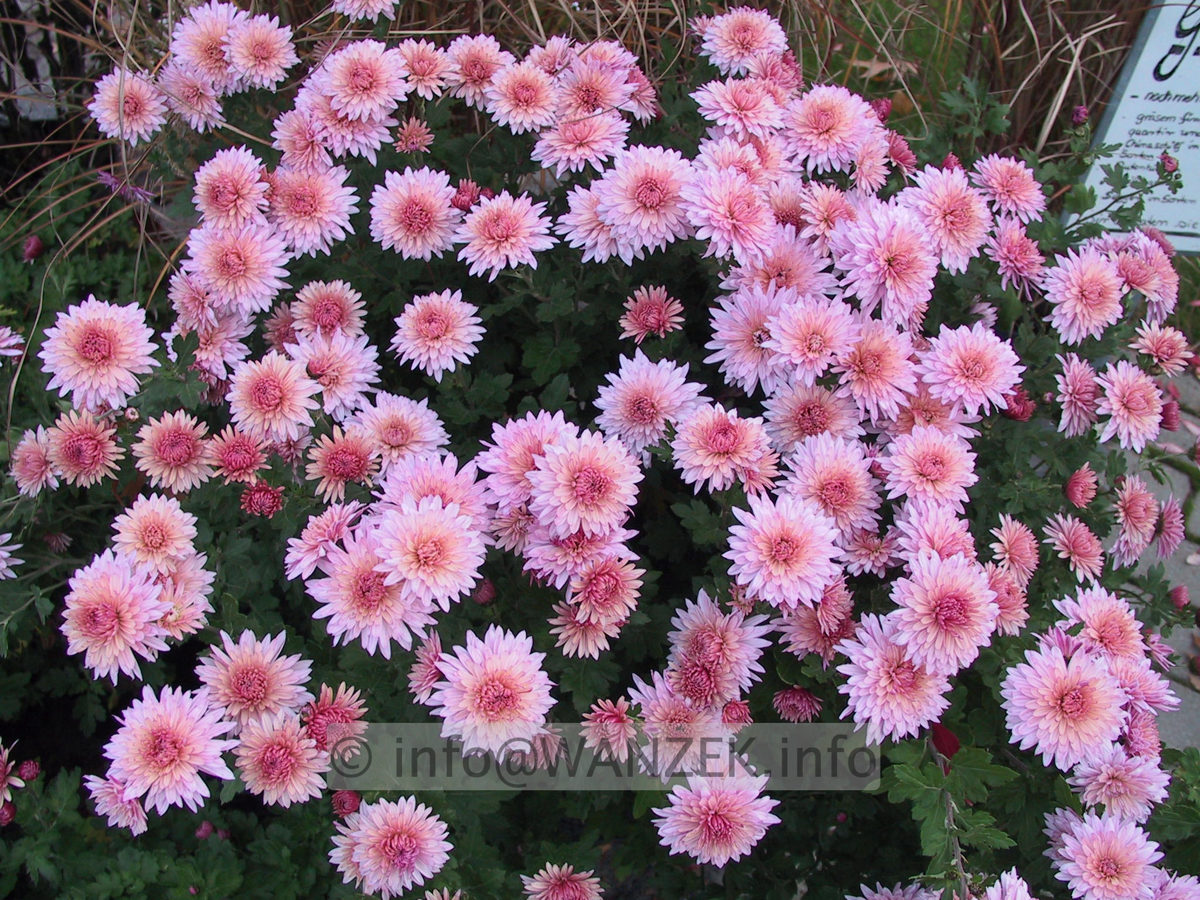 Chrysanthemum - silbrigrosa1.JPG